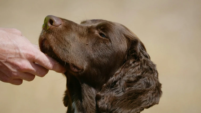 a dog looking into the distance being petted