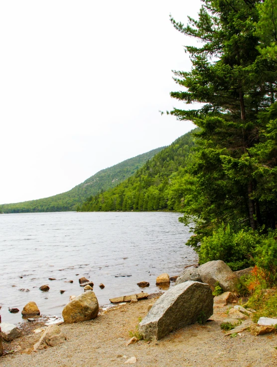 trees line the shore of an ocean