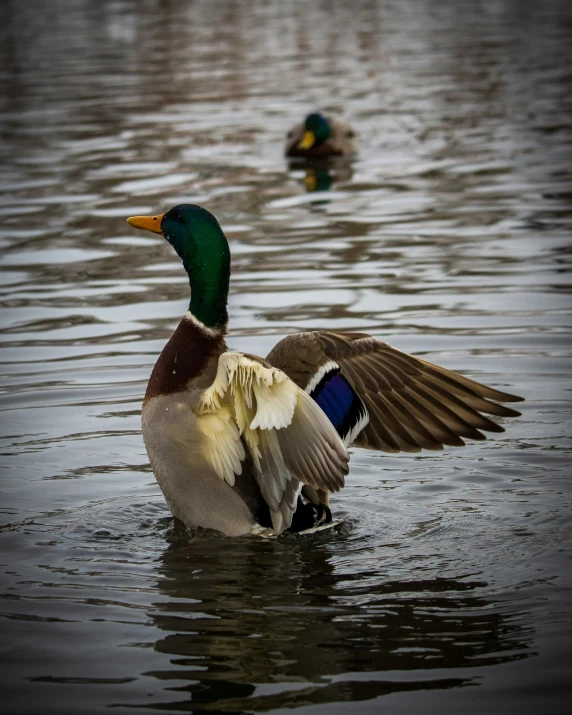 two ducks float on the water in the pond