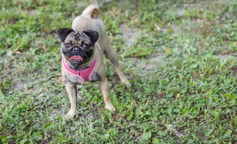 a small brown pug walking across a grass covered field