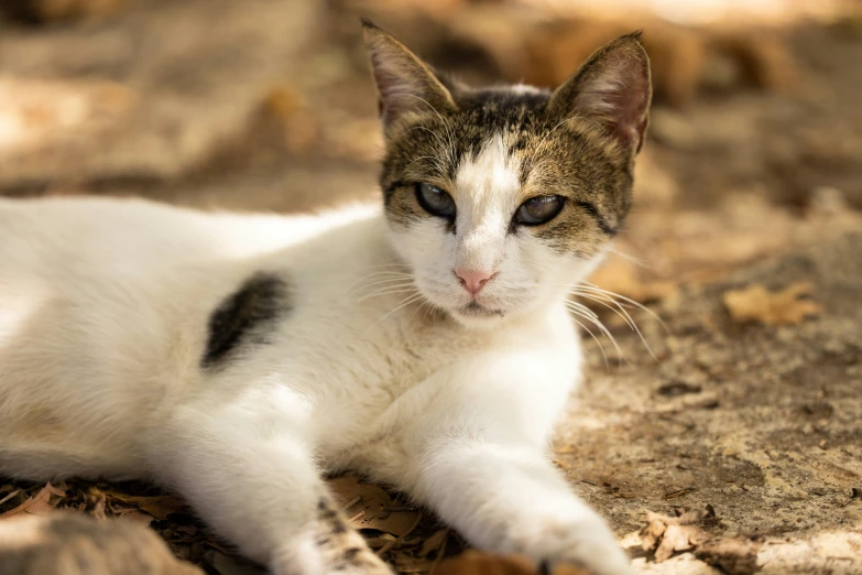 a cat sitting on some leafy ground next to trees