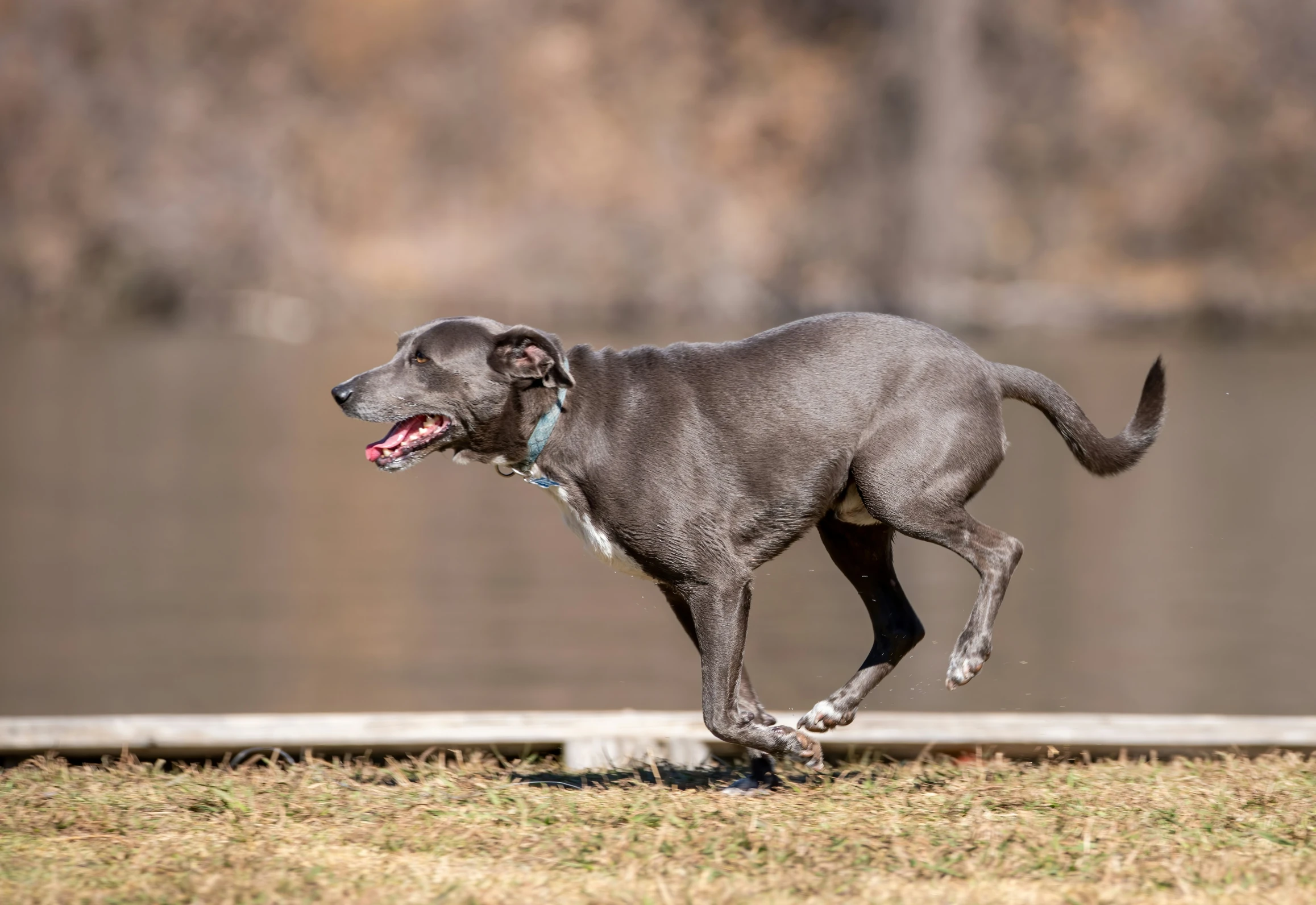 a dog running along a field towards a lake