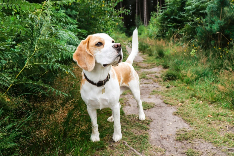 there is a small brown and white dog standing on a trail