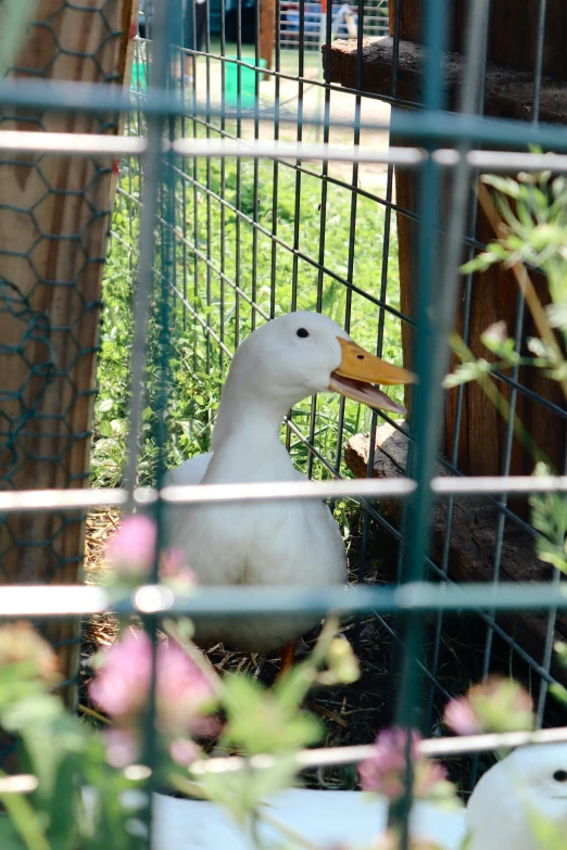 a white duck is in an enclosure eating from its beak