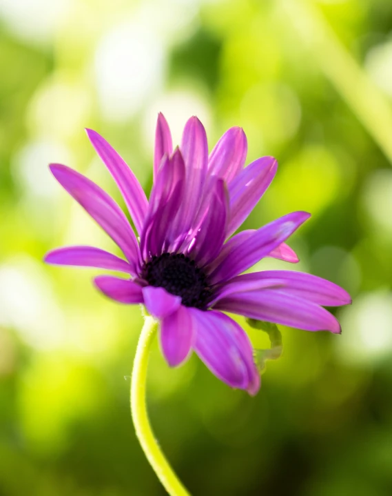 a single purple flower is on the stem