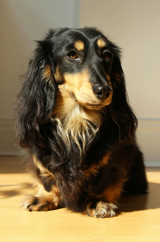a long haired dog sitting on top of a wooden floor