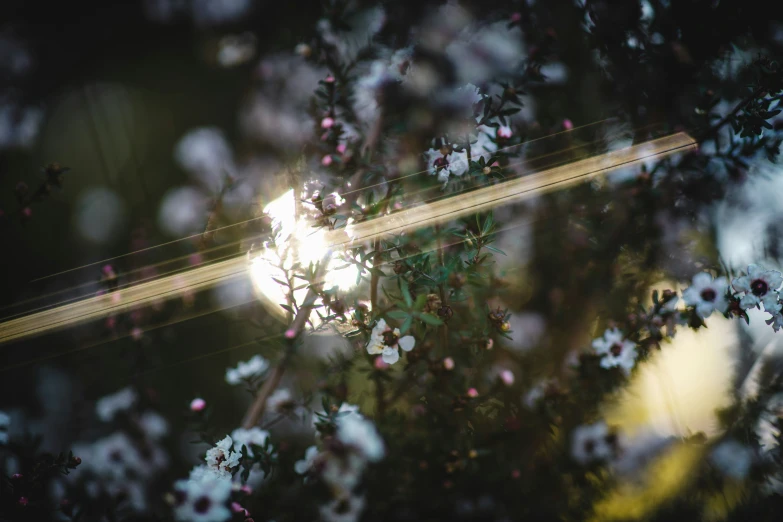 the sun is shining behind some flowers