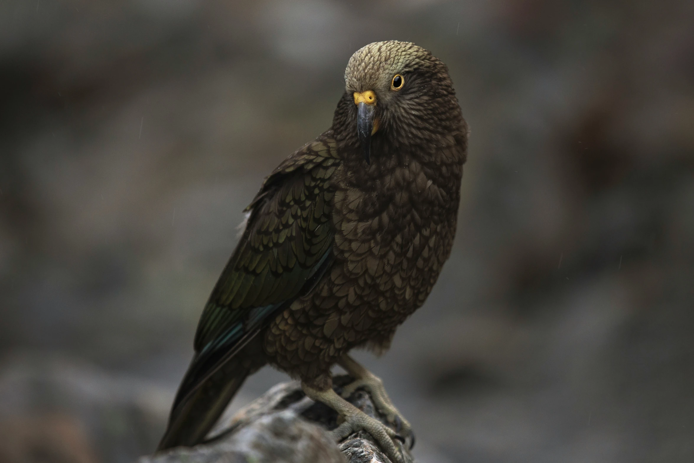 a close up of a bird on a log