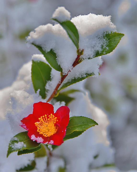 this is snow covered shrub with a flower in bloom