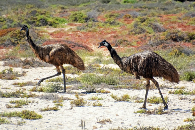 two birds walking together across a field with red and green grass