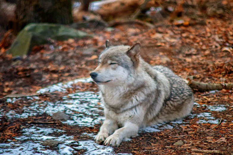 there is a wolf laying down in the woods