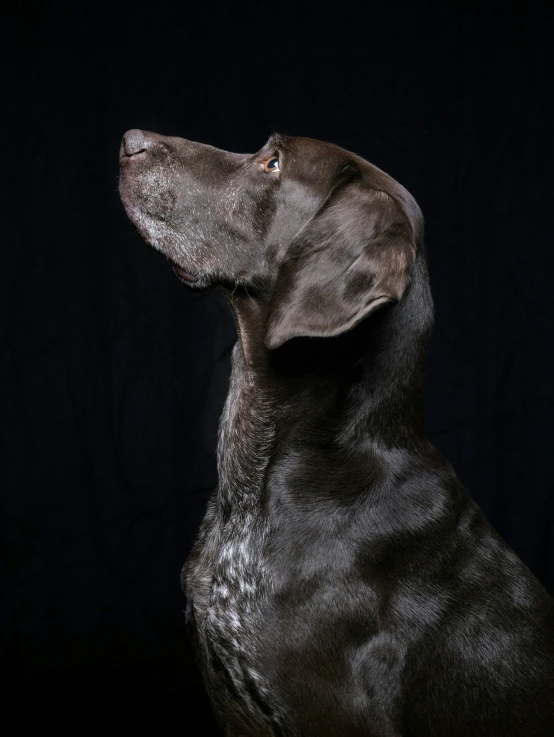 the front half of a dog with his eyes open