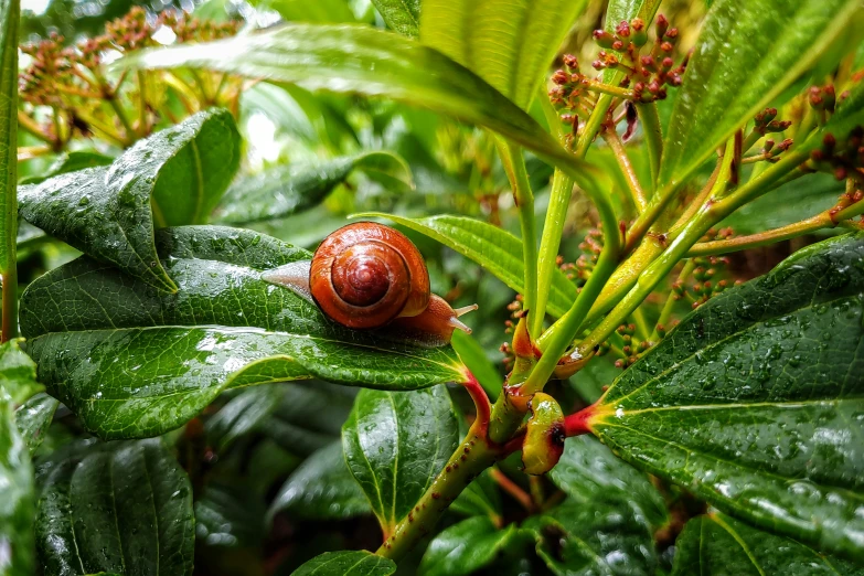 a snail crawling on the top of leaves