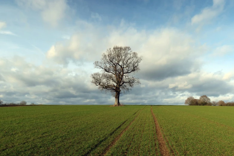 a lone tree stands in a field with the clouds