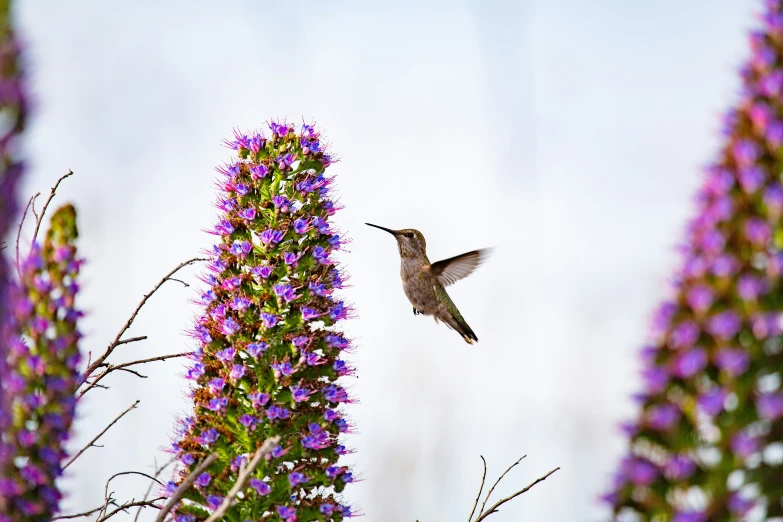 a hummingbird hovers over a purple flower