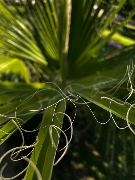 the leaves of a plant with thin, white streaks of green in a sunny sunlight