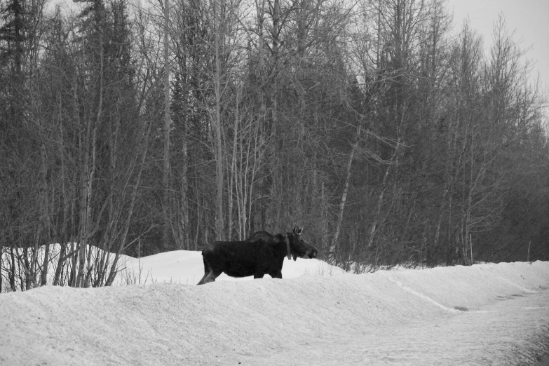 two cows standing in the snow by the trees