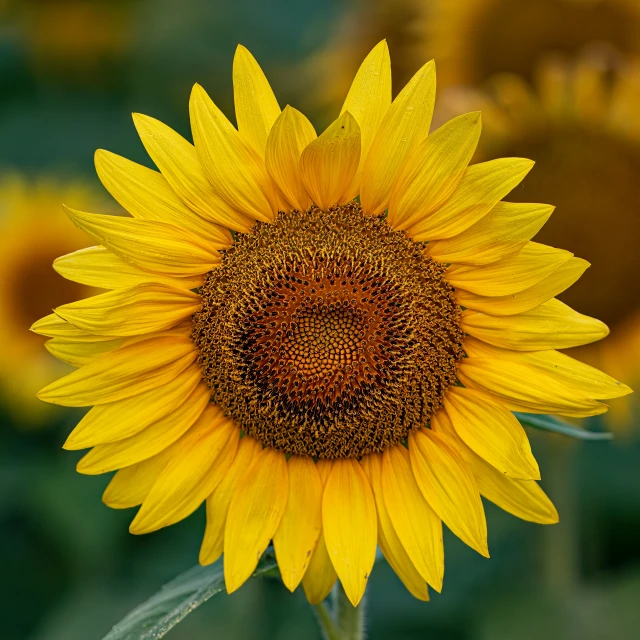 sunflower close up with large yellow petals