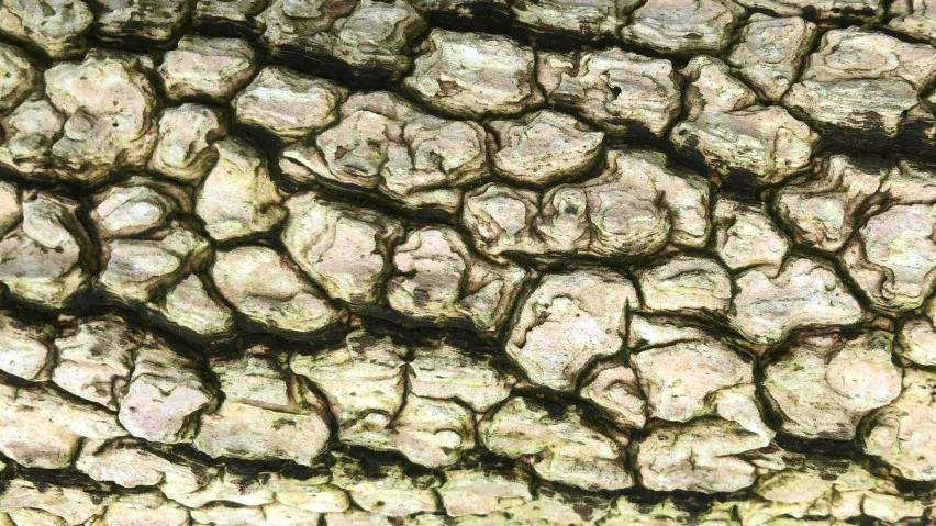 the texture of bark of an old tree