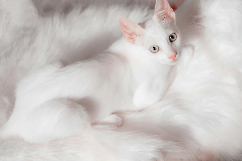 a kitten sitting on a fluffy white surface