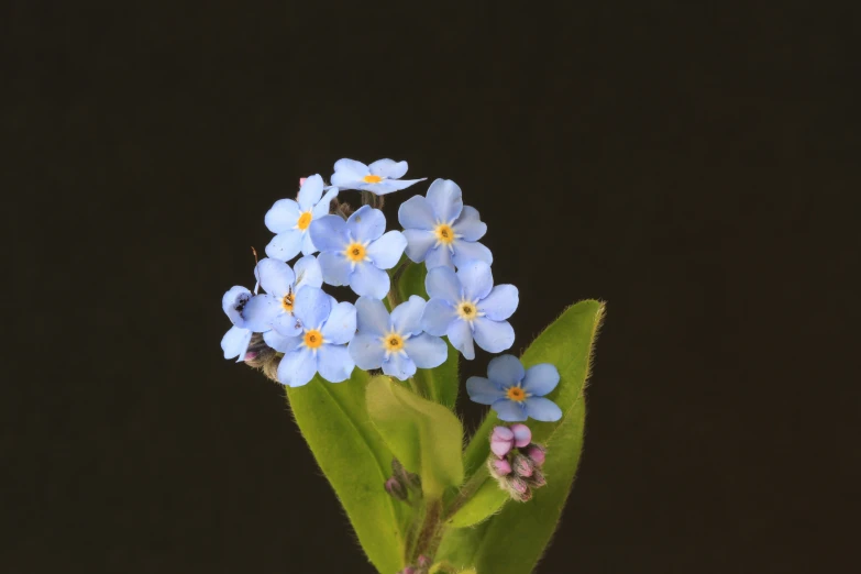 some flowers with blue petals are on a stem
