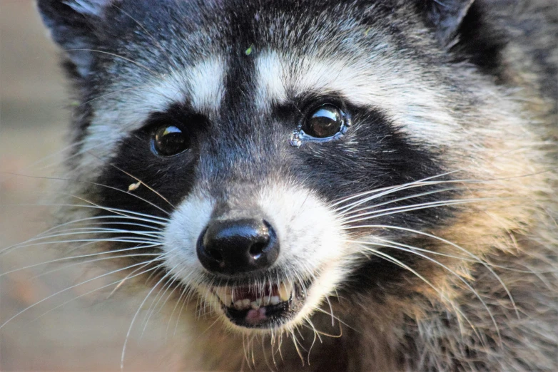 there is a large animal that has very big teeth