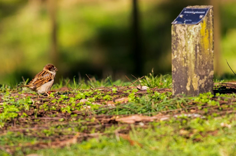 the little bird is standing beside the tree stump