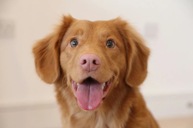 a dog is sitting and smiling with his tongue hanging out