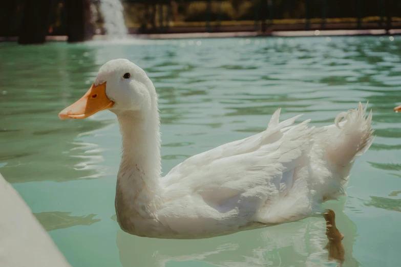 a white duck floating in the water near another duck