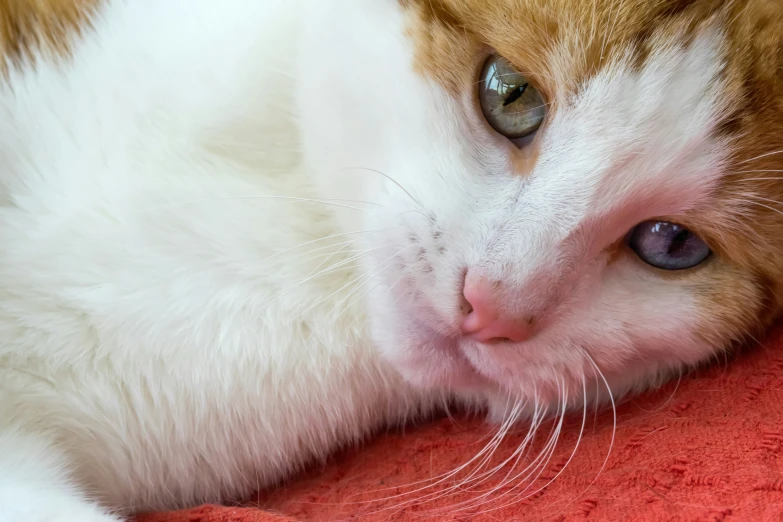 a white and brown cat laying on a red blanket