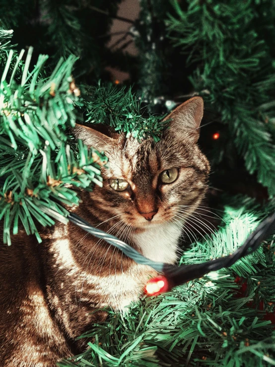 a cat is lying on the nches of a tree