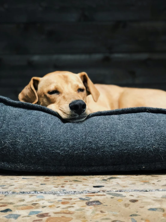 a brown dog laying down with its head on a pillow