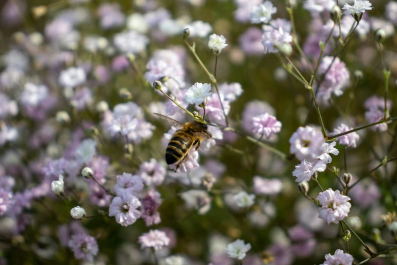 there are flowers and a bee on the flower