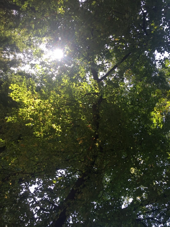 the sun is shining through a very thick green tree