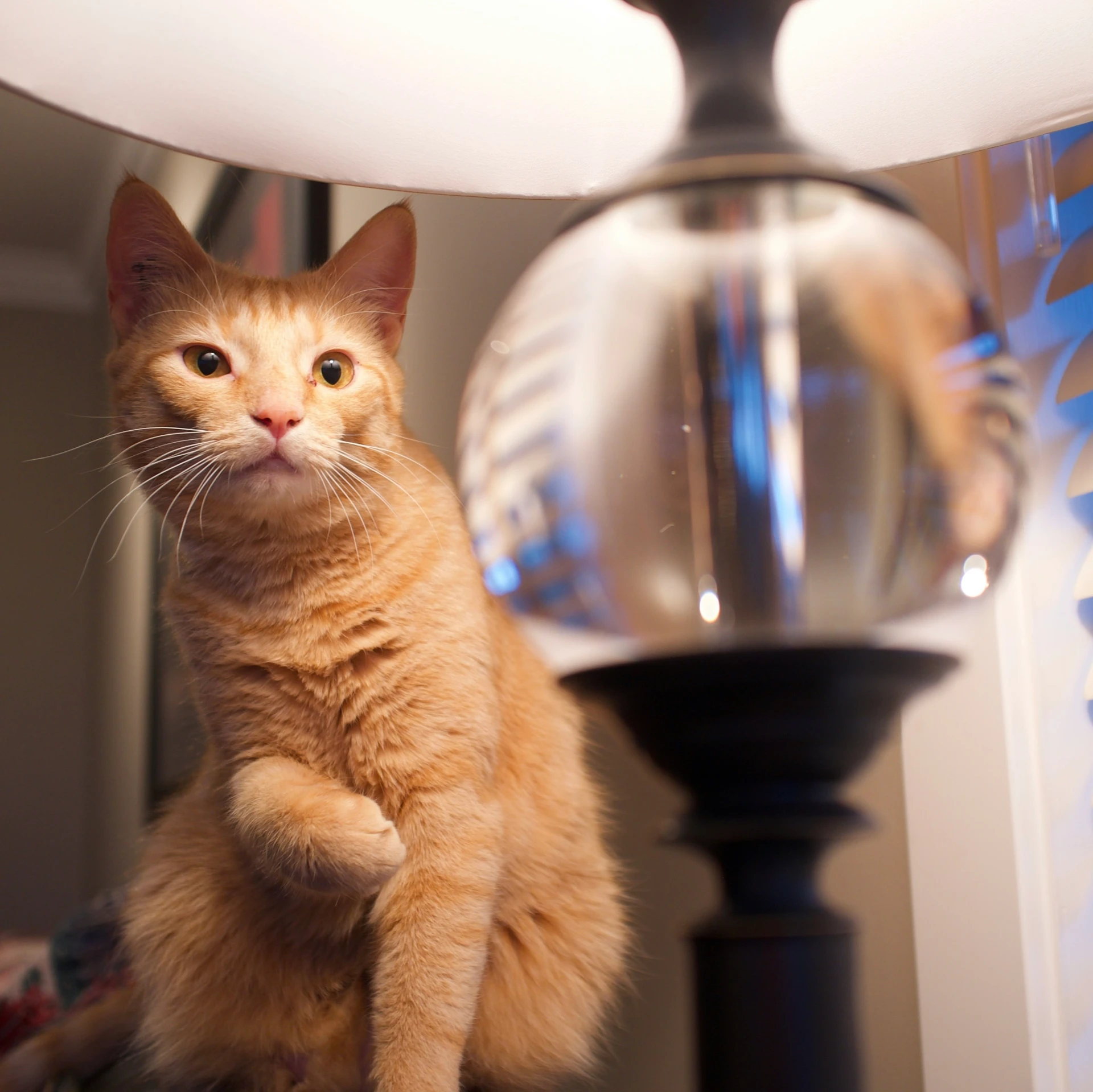 an orange cat is staring at the camera with a large glass ball in front of him