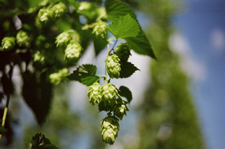 hops of hop plant with green leaves against blue sky