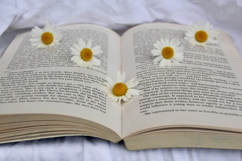 an open book with white daisies on the pages