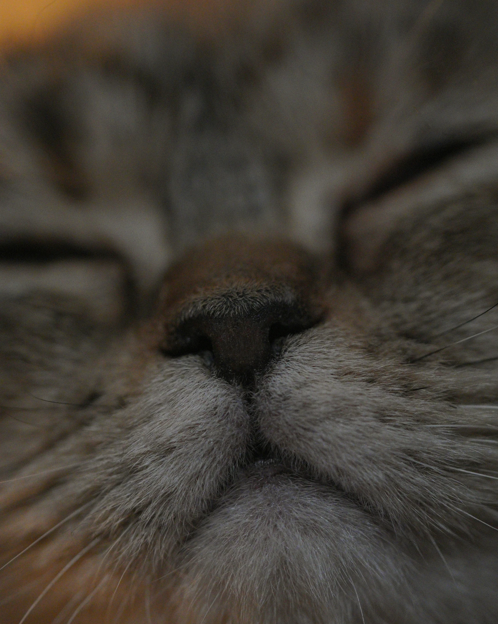 a grey cat's face has its eyes closed