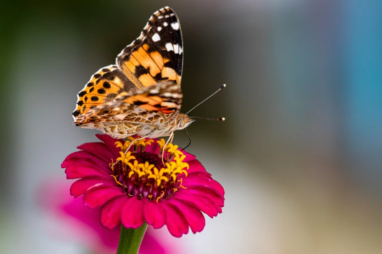 a small erfly is standing on the flower