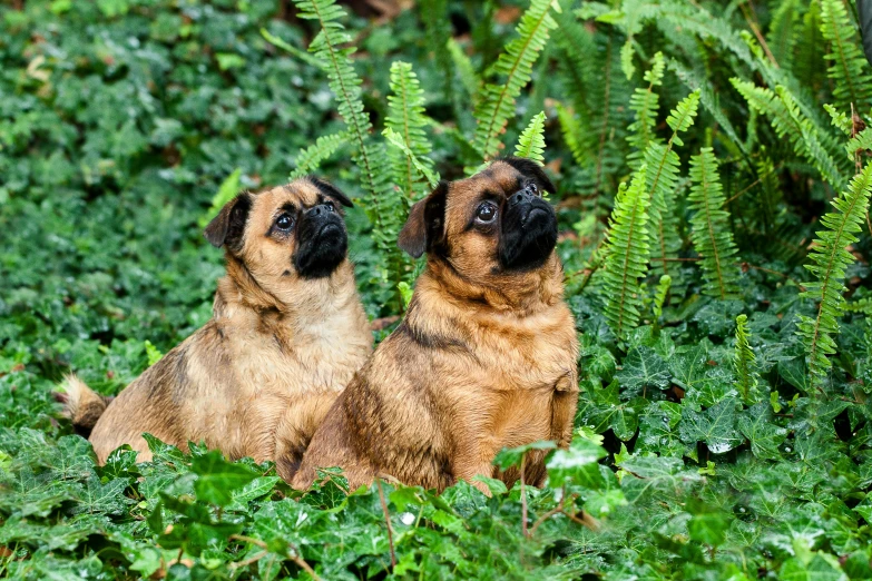 two brown dogs with black noses sitting in grass