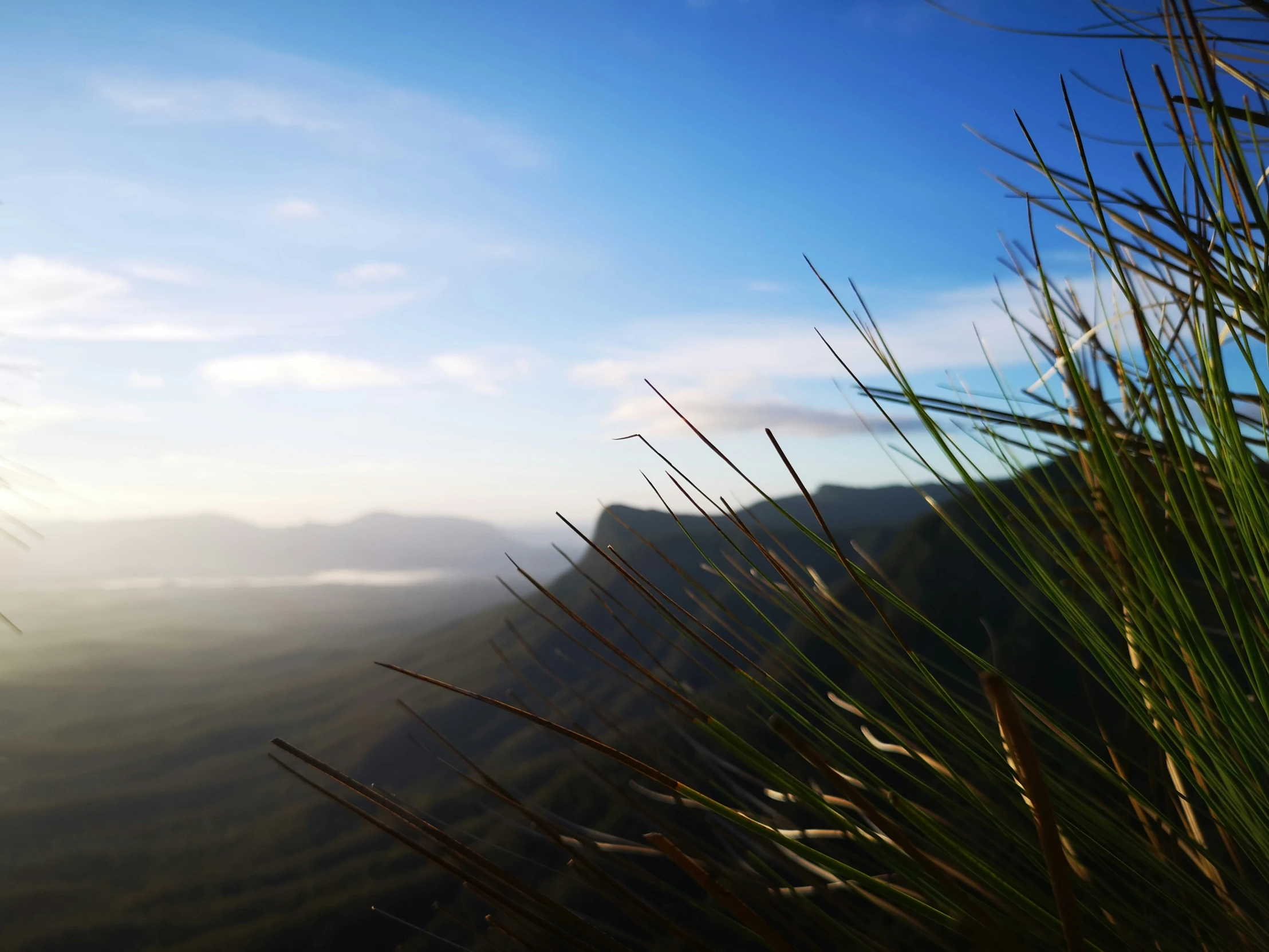 a close up view of a mountain with some long thin grass