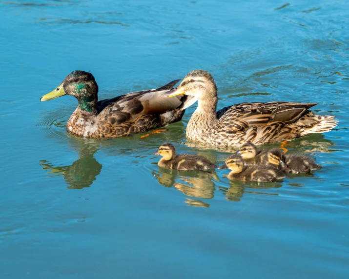 ducks are swimming in the pond and there are ducklings