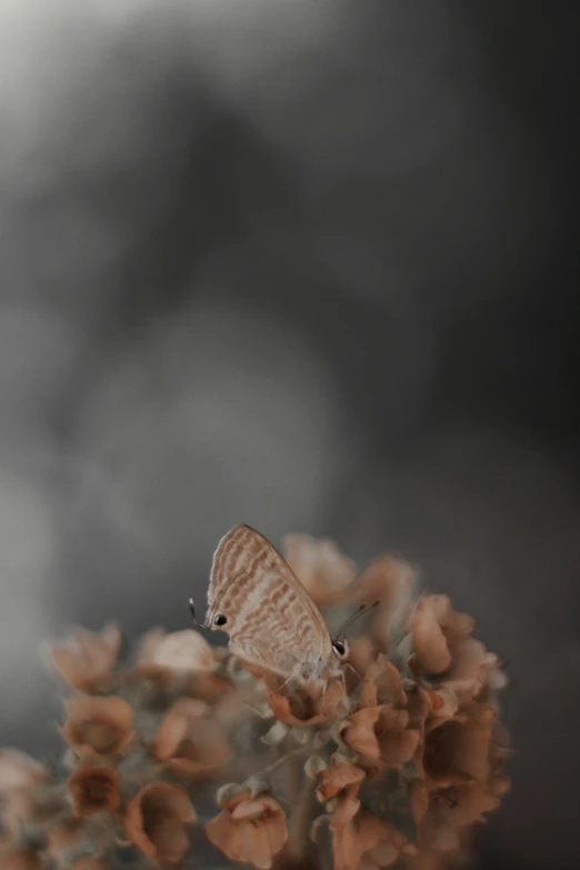 a small erfly resting on the surface of a flower