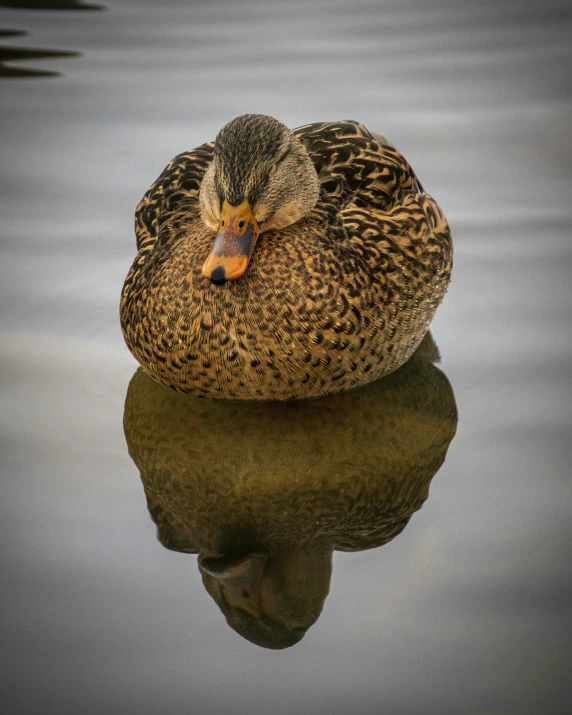 a duck that is floating on some water