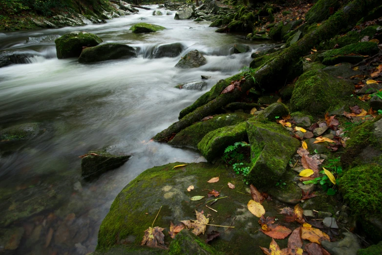 the small river is running through a forest