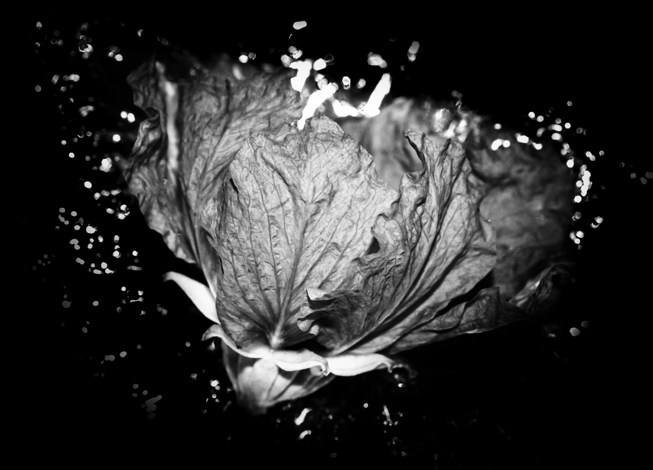 black and white pograph of leaves floating on water