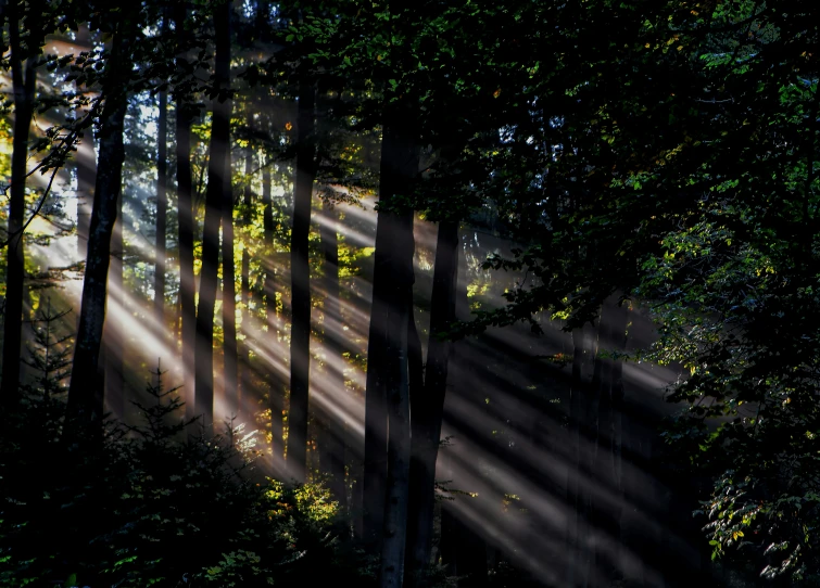 light pours through the trees onto the ground