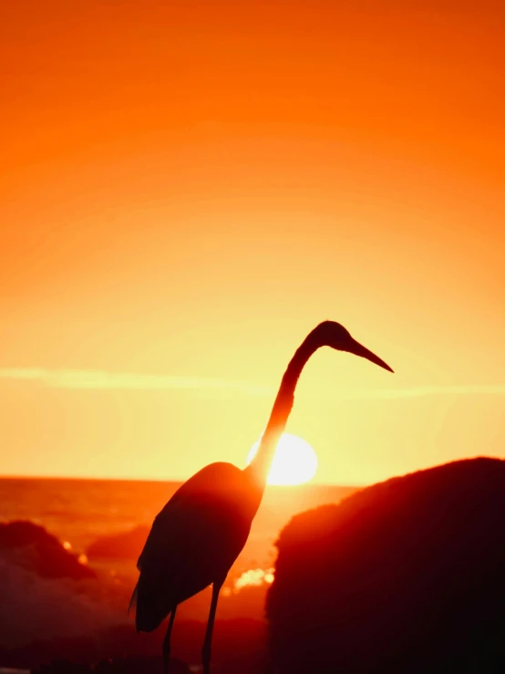 the silhouette of a crane and its beak against a sunset sky