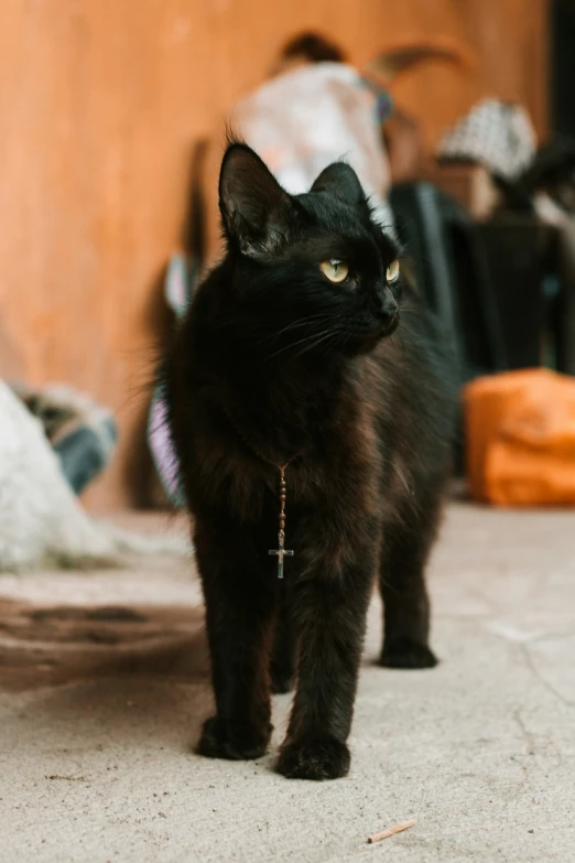 a black cat standing on the ground looking around