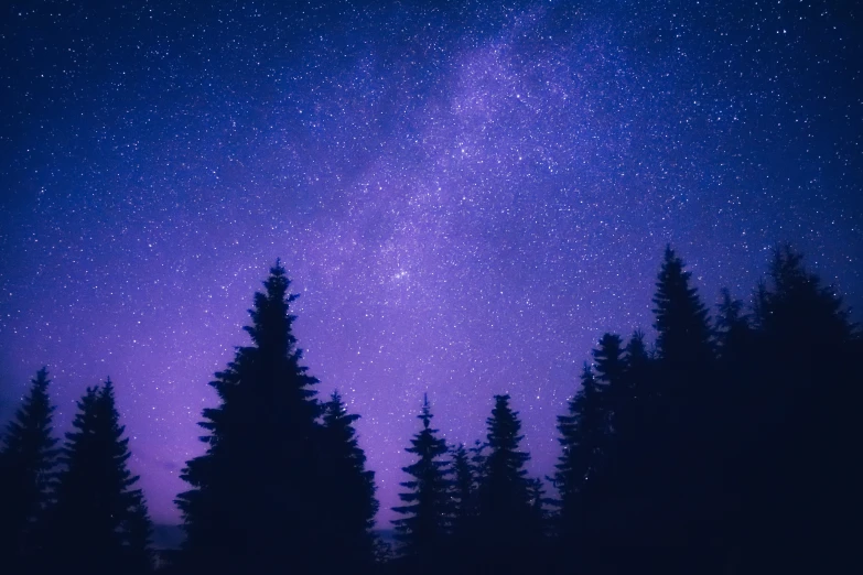 the view of some tree tops through the night sky